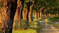 麻豆传媒司徒丹妮-魅力无限，麻豆传媒旗下的艺术之星——司徒丹妮
