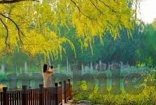 麻豆传媒性视频-麻豆传媒性视频，现实与网络边界的探索